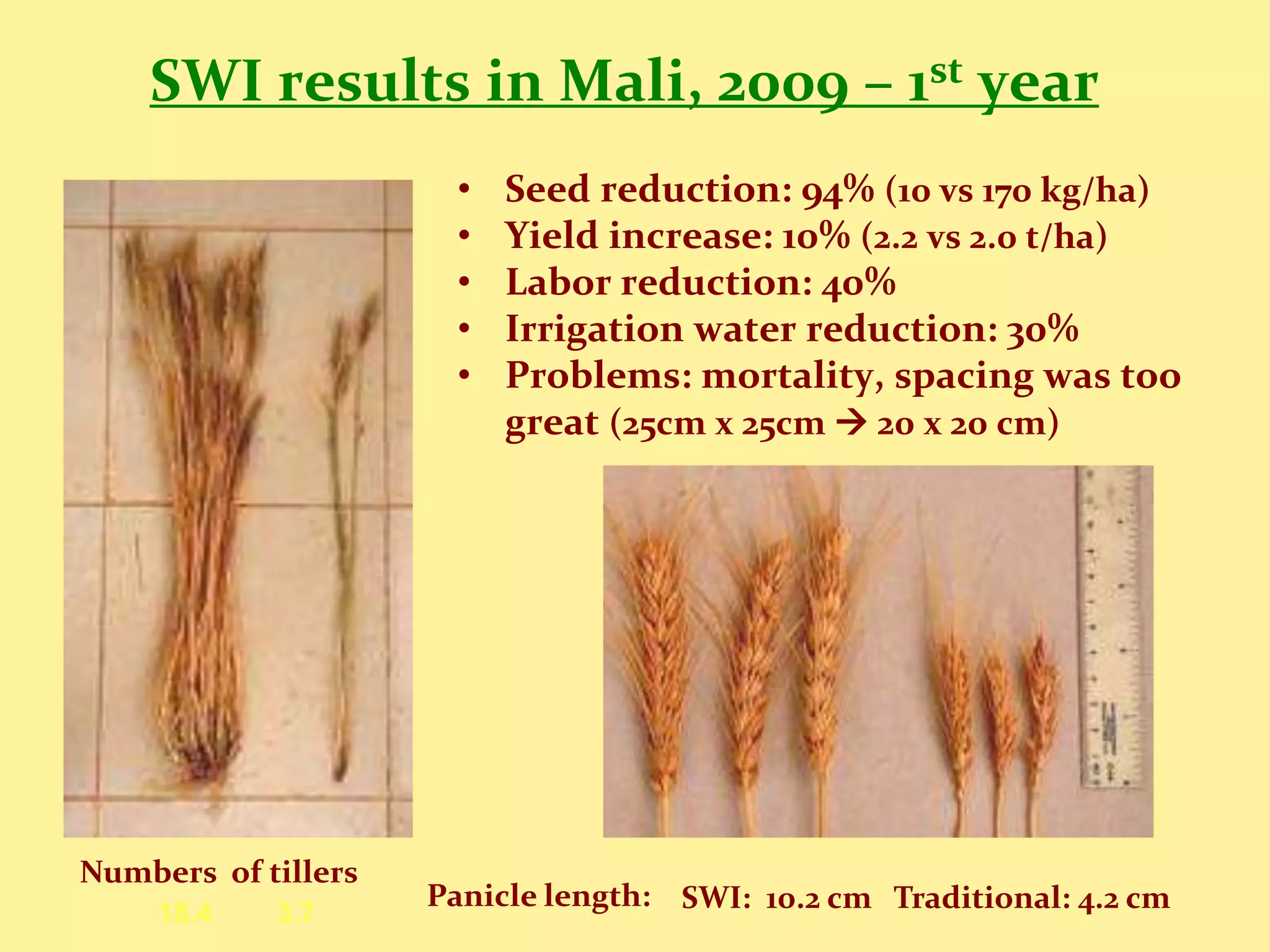 SWI results in Mali, 2009 – 1st year
                      •   Seed reduction: 94% (10 vs 170 kg/ha)
                      •   Yield increase: 10% (2.2 vs 2.0 t/ha)
                      •   Labor reduction: 40%
                      •   Irrigation water reduction: 30%
                      •   Problems: mortality, spacing was too
                          great (25cm x 25cm  20 x 20 cm)




Numbers of tillers
                     Panicle length: SWI: 10.2 cm Traditional: 4.2 cm
     18.4   3.7
 