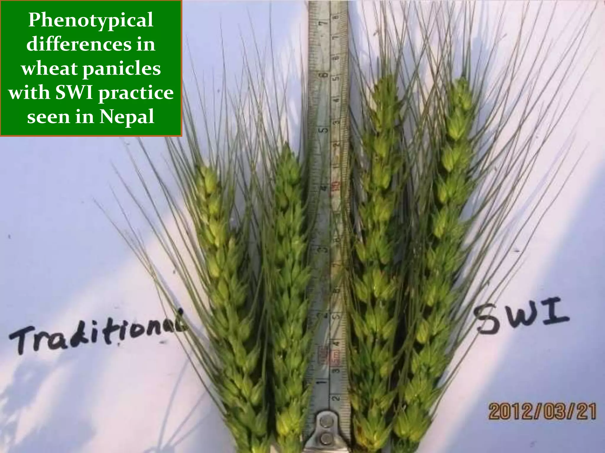 Phenotypical
 differences in
 wheat panicles
with SWI practice
  seen in Nepal
 