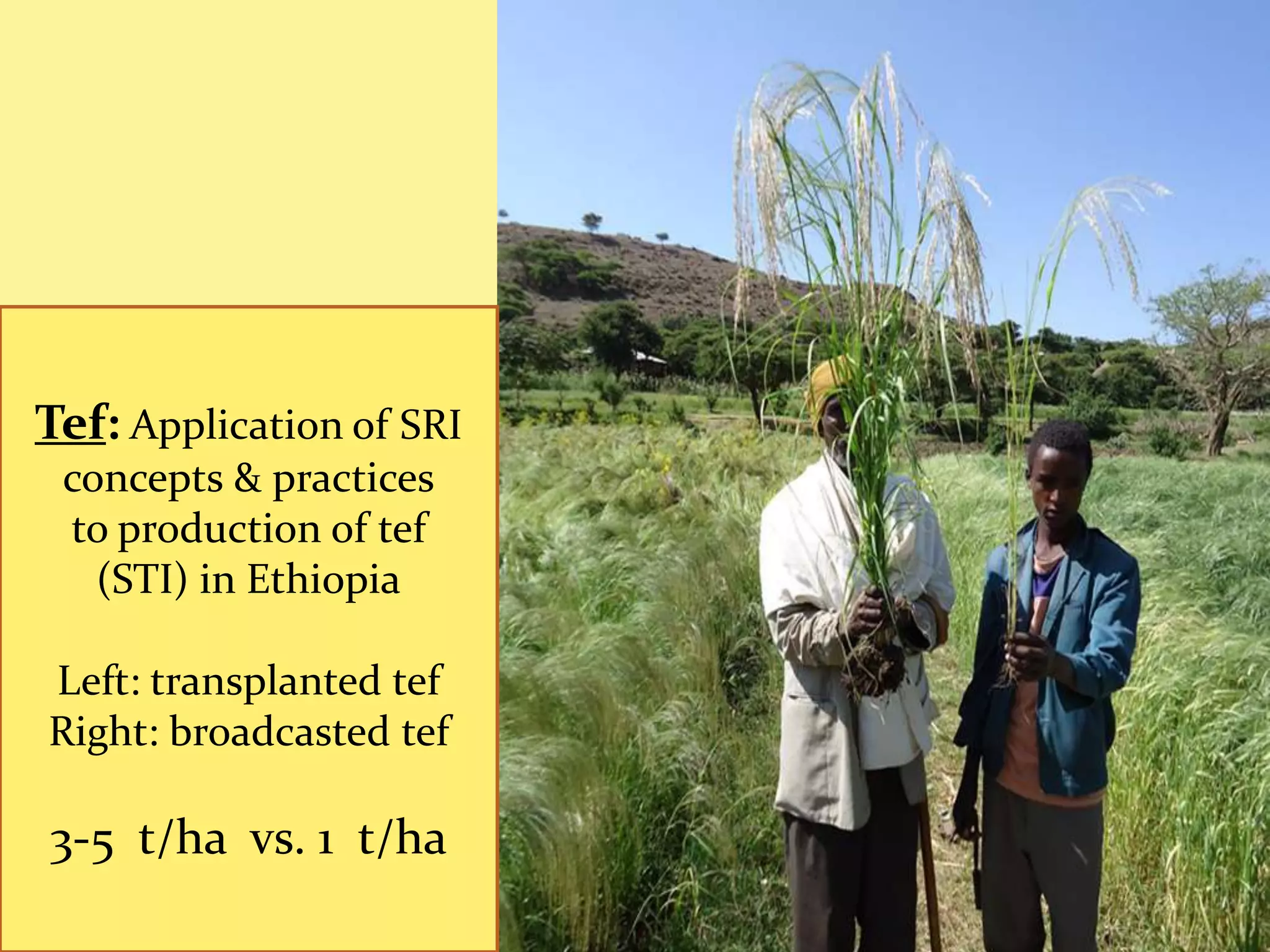Tef: Application of SRI
 concepts & practices
 to production of tef
   (STI) in Ethiopia

Left: transplanted tef
Right: broadcasted tef

3-5 t/ha vs. 1 t/ha
 
