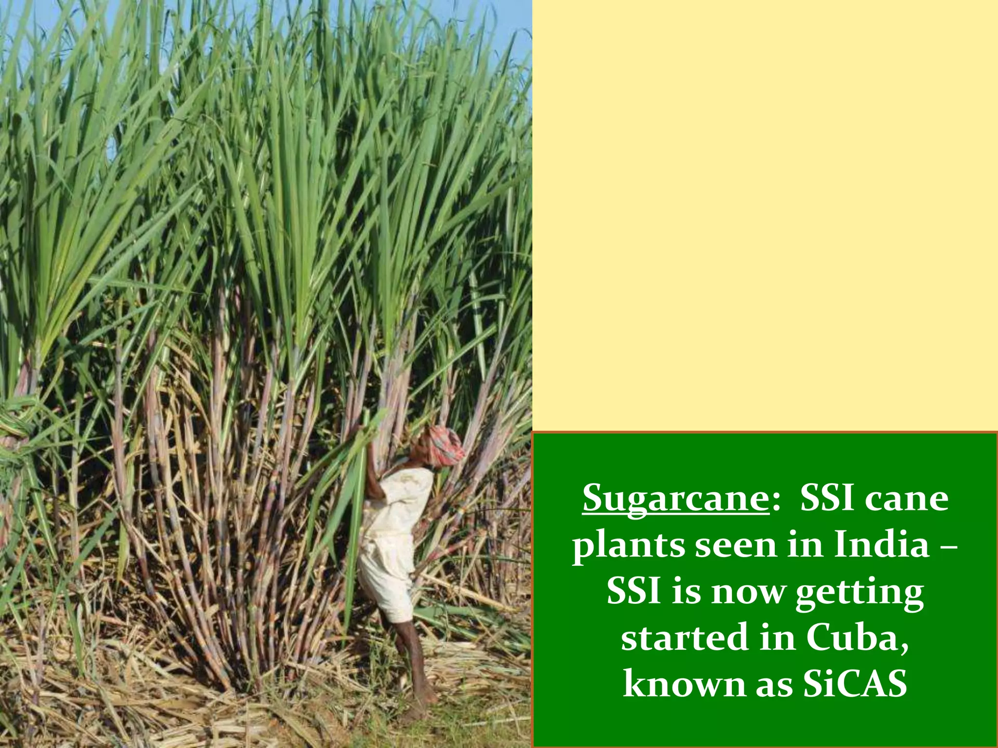 Sugarcane: SSI cane
plants seen in India –
  SSI is now getting
   started in Cuba,
   known as SiCAS
 