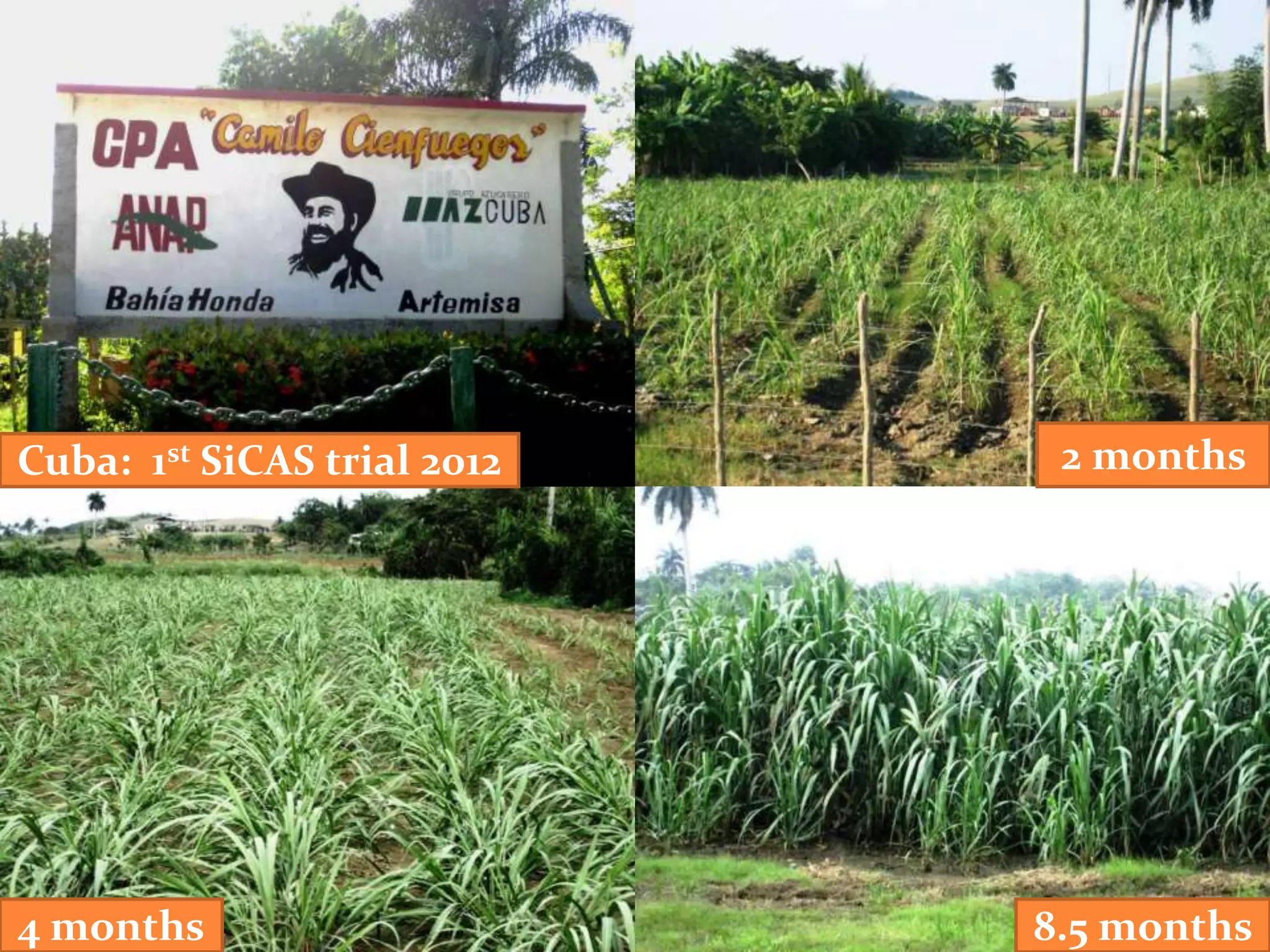 Cuba: 1st SiCAS trial 2012    2 months




4 months                     8.5 months
 