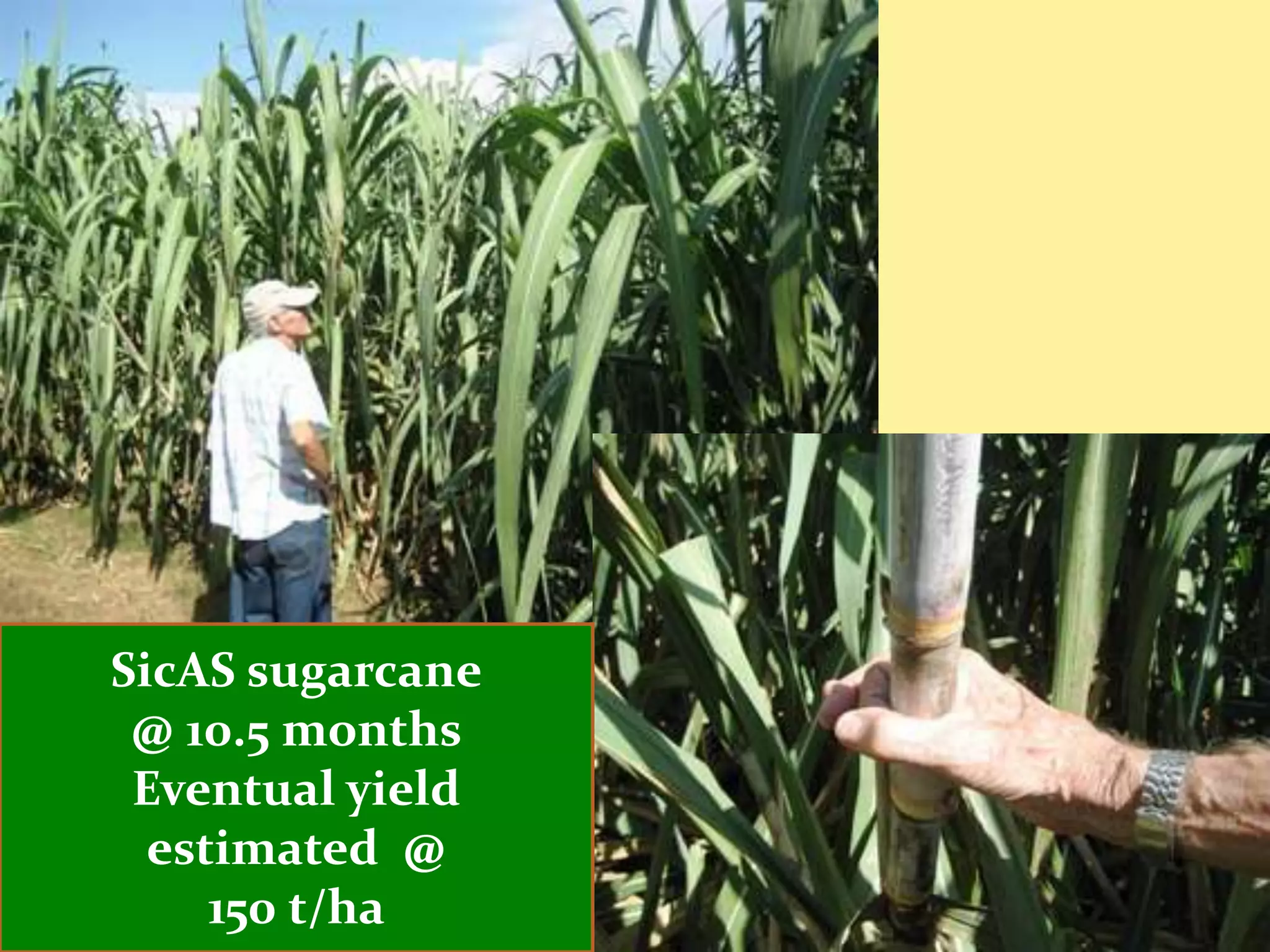 SicAS sugarcane
 @ 10.5 months
 Eventual yield
  estimated @
     150 t/ha
 