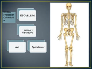 ESQUELETO
Huesos y
cartílagos
Axil Apendicular
Sostén
Protección
Contenció
n
 