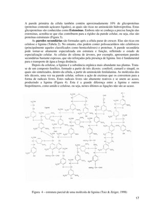 A parede primária da célula também contém aproximadamente 10% de glicoproteínas 
(proteínas contendo açúcares ligados), as quais são ricas no aminoácido hidroxiprolina. Estas 
glicoproteínas são conhecidas como Extensinas. Embora não se conheça a precisa função das 
extensinas, acredita-se que elas contribuem para a rigidez da parede celular, ou seja, elas são 
proteínas estruturais (Figura 3). 
As paredes secundárias são formadas após a célula parar de crescer. Elas são ricas em 
celulose e lignina (Tabela 2). No entanto, elas podem conter polissacarídeos não celulósicos 
(principalmente aqueles classificados como hemiceluloses) e proteínas. A parede secundária 
pode tornar-se altamente especializada em estrutura e função, refletindo o estado de 
especialização celular. As células do xilema de árvores, por exemplo, apresentam paredes 
secundárias bastante espessas, que são reforçadas pela presença de lignina. Isto é fundamental 
para o transporte de água a longa distância. 
Depois da celulose, a lignina é a substância orgânica mais abundante nas plantas. Trata-se 
de um composto fenólico, formado a partir de três álcoois: coniferil, cumaril e sinapil, os 
quais são sintetizados, dentro da célula, a partir do aminoácido fenilalanina. As moléculas dos 
três álcoois, uma vez na parede celular, sofrem a ação de enzimas que os convertem para a 
forma de radicais livres. Estes radicais livres são altamente reativos e se unem ao acaso, 
produzindo a lignina (Figura 4). Esta é a grande diferença entre a lignina e outros 
biopolímeros, como amido e celulose, ou seja, nestes últimos as ligações não são ao acaso. 
17 
Figura 4 – estrutura parcial de uma molécula de lignina (Taiz  Zeiger, 1998) 
 