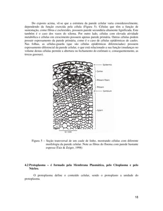 Do exposto acima, vê-se que a estrutura da parede celular varia consideravelmente, 
dependendo da função exercida pela célula (Figura 5). Células que têm a função de 
sustentação, como fibras e esclereides, possuem parede secundária altamente lignificada. Este 
também é o caso dos vasos do xilema. Por outro lado, células com elevada atividade 
metabólica e células em crescimento possuem apenas parede primária. Outras células podem 
possuir espessamento da parede primária, como é o caso de células epidérmicas de caules. 
Nas folhas, as células-guarda (que são células epidérmicas diferenciadas) possuem 
espessamento diferencial da parede celular, o que está relacionado a sua função (mudanças no 
volume destas células permite a abertura ou fechamento do estômato e, consequentemente, as 
trocas gasosas). 
Figura 5 – Seção transversal de um caule de linho, mostrando células com diferente 
morfologia da parede celular. Note as fibras do floema com parede bastante 
espessa (Taiz  Zeiger, 1998) 
4.2 Protoplasma – é formado pela Membrana Plasmática, pelo Citoplasma e pelo 
18 
Núcleo. 
O protoplasma define o conteúdo celular, sendo o protoplasto a unidade do 
protoplasma. 
 