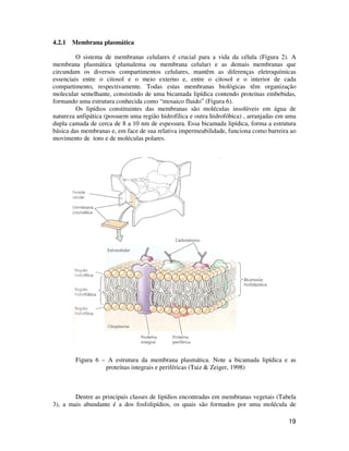 19 
4.2.1 Membrana plasmática 
O sistema de membranas celulares é crucial para a vida da célula (Figura 2). A 
membrana plasmática (plamalema ou membrana celular) e as demais membranas que 
circundam os diversos compartimentos celulares, mantêm as diferenças eletroquímicas 
essenciais entre o citosol e o meio externo e, entre o citosol e o interior de cada 
compartimento, respectivamente. Todas estas membranas biológicas têm organização 
molecular semelhante, consistindo de uma bicamada lipídica contendo proteínas embebidas, 
formando uma estrutura conhecida como “mosaico fluido” (Figura 6). 
Os lipídios constituintes das membranas são moléculas insolúveis em água de 
natureza anfipática (possuem uma região hidrofílica e outra hidrofóbica) , arranjadas em uma 
dupla camada de cerca de 8 a 10 nm de espessura. Essa bicamada lipídica, forma a estrutura 
básica das membranas e, em face de sua relativa impermeabilidade, funciona como barreira ao 
movimento de íons e de moléculas polares. 
Figura 6 – A estrutura da membrana plasmática. Note a bicamada lipídica e as 
proteínas integrais e periféricas (Taiz  Zeiger, 1998) 
Dentre as principais classes de lipídios encontradas em membranas vegetais (Tabela 
3), a mais abundante é a dos fosfolipídios, os quais são formados por uma molécula de 
 