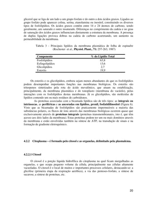 glicerol que se liga de um lado a um grupo fosfato e do outro a dois ácidos graxos. Ligados ao 
grupo fosfato pode aparecer colina, serina, etanolamina ou inositol, constituindo os diversos 
tipos de fosfolipídios. Os ácidos graxos contêm entre 14 e 24 átomos de carbono, sendo 
geralmente, um saturado e outro insaturado. Diferenças no comprimento da cadeia e no grau 
de saturação dos ácidos graxos influenciam diretamente a estrutura da membrana. A presença 
de duplas ligações provoca dobras na cadeia de carbono acarretando, um aumento na 
permeabilidade da membrana. 
Tabela 3 - Principais lipídios da membrana plasmática de folha de espinafre 
20 
(Rochester et al., Physiol. Plant., 71: 257-263, 1987) 
Componente % do Lipídio Total 
Fosfolipídios 63,8 
Esfingolipídios 13,6 
Glicolipídios 2,7 
Esteróis 19,9 
Os esteróis e os glicolipídios, embora sejam menos abundantes do que os fosfolipídios 
podem desempenhar importantes funções nas membranas biológicas. Os esteróis são 
triterpenos sintetizados pela rota do ácido mevalônico, que atuam na estabilização, 
principalmente, da membrana plasmática e do tonoplasto (membrana do vacúolo), pelas 
interações com os fosfolipídios destas membranas. Já os glicolipídios, são moléculas de 
lipídios contendo um ou mais resíduos de carboidratos. 
As proteínas associadas com a bicamada lipídica são de três tipos: as integrais ou 
intrínsecas, as periféricas e as ancoradas em lipídios, prenil, fosfatidilinositol (Figura 6). 
Visto que as bicamadas de fosfolipídios são praticamente impermeáveis a maioria das 
substâncias polares, os fluxos de íons através das membranas biológicas ocorrem quase que 
exclusivamente através de proteínas integrais (proteínas transmembranares, isto é, que têm 
acesso aos dois lados da membrana). Estas proteínas podem ter um ou mais domínios através 
da membrana e estão envolvidas também na síntese de ATP, na transdução de sinais e na 
formação de gradiente eletroquímico. 
4.2.2 Citoplasma – é formado pelo citosol e as organelas, delimitado pela plasmalema. 
4.2.2.1 Citosol 
O citosol é a porção líquida hidrofílica do citoplasma na qual ficam mergulhadas as 
organelas, e que ocupa pequeno volume da célula, principalmente nas células altamente 
vacuoladas. O citosol é o local de muitos e importantes processos celulares, destacando-se: a 
glicólise (primeira etapa da respiração aeróbica), a via das pentoses-fosfato, a síntese de 
sacarose, a síntese de proteínas, etc. 
 