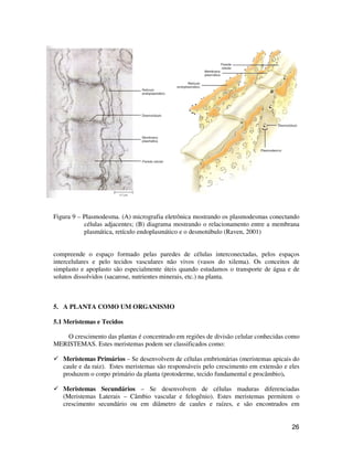 Figura 9 – Plasmodesma. (A) micrografia eletrônica mostrando os plasmodesmas conectando 
células adjacentes; (B) diagrama mostrando o relacionamento entre a membrana 
plasmática, retículo endoplasmático e o desmotúbulo (Raven, 2001) 
compreende o espaço formado pelas paredes de células interconectadas, pelos espaços 
intercelulares e pelo tecidos vasculares não vivos (vasos do xilema). Os conceitos de 
simplasto e apoplasto são especialmente úteis quando estudamos o transporte de água e de 
solutos dissolvidos (sacarose, nutrientes minerais, etc.) na planta. 
26 
5. A PLANTA COMO UM ORGANISMO 
5.1 Meristemas e Tecidos 
O crescimento das plantas é concentrado em regiões de divisão celular conhecidas como 
MERISTEMAS. Estes meristemas podem ser classificados como: 
 Meristemas Primários – Se desenvolvem de células embrionárias (meristemas apicais do 
caule e da raiz). Estes meristemas são responsáveis pelo crescimento em extensão e eles 
produzem o corpo primário da planta (protoderme, tecido fundamental e procâmbio). 
 Meristemas Secundários – Se desenvolvem de células maduras diferenciadas 
(Meristemas Laterais – Câmbio vascular e felogênio). Estes meristemas permitem o 
crescimento secundário ou em diâmetro de caules e raízes, e são encontrados em 
 
