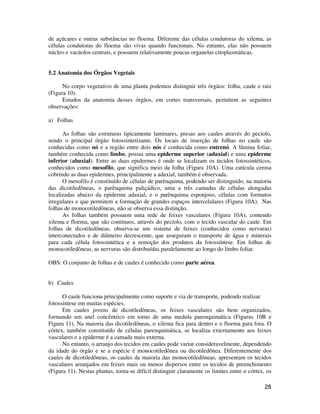de açúcares e outras substâncias no floema. Diferente das células condutoras do xilema, as 
células condutoras do floema são vivas quando funcionais. No entanto, elas não possuem 
núcleo e vacúolos centrais, e possuem relativamente poucas organelas citoplasmáticas. 
28 
5.2 Anatomia dos Órgãos Vegetais 
No corpo vegetativo de uma planta podemos distinguir três órgãos: folha, caule e raiz 
(Figura 10). 
Estudos da anatomia desses órgãos, em cortes transversais, permitem as seguintes 
observações: 
a) Folhas 
As folhas são estruturas tipicamente laminares, presas aos caules através do pecíolo, 
sendo o principal órgão fotossintetizante. Os locais de inserção de folhas no caule são 
conhecidas como nó e a região entre dois nós é conhecida como entrenó. A lâmina foliar, 
também conhecida como limbo, possui uma epiderme superior (adaxial) e uma epiderme 
inferior (abaxial). Entre as duas epidermes é onde se localizam os tecidos fotossintéticos, 
conhecidos como mesofilo, que significa meio da folha (Figura 10A). Uma cutícula cerosa 
cobrindo as duas epidermes, principalmente a adaxial, também é observada. 
O mesofilo é constituído de células de parênquima, podendo ser distinguido, na maioria 
das dicotiledôneas, o parênquima paliçádico, uma a três camadas de células alongadas 
localizadas abaixo da epiderme adaxial, e o parênquima esponjoso, células com formatos 
irregulares e que permitem a formação de grandes espaços intercelulares (Figura 10A). Nas 
folhas de monocotiledôneas, não se observa essa distinção. 
As folhas também possuem uma rede de feixes vasculares (Figura 10A), contendo 
xilema e floema, que são contínuos, através do pecíolo, com o tecido vascular do caule. Em 
folhas de dicotiledôneas, observa-se um sistema de feixes (conhecidos como nervuras) 
interconectados e de diâmetro decrescente, que asseguram o transporte de água e minerais 
para cada célula fotossintética e a remoção dos produtos da fotossíntese. Em folhas de 
monocotiledôneas, as nervuras são distribuídas paralelamente ao longo do limbo foliar. 
OBS: O conjunto de folhas e de caules é conhecido como parte aérea. 
b) Caules 
O caule funciona principalmente como suporte e via de transporte, podendo realizar 
fotossíntese em muitas espécies. 
Em caules jovens de dicotiledôneas, os feixes vasculares são bem organizados, 
formando um anel concêntrico em torno de uma medula parenquimática (Figuras 10B e 
Figura 11). Na maioria das dicotiledôneas, o xilema fica para dentro e o floema para fora. O 
córtex, também constituído de células parenquimática, se localiza externamente aos feixes 
vasculares e a epiderme é a camada mais externa. 
No entanto, o arranjo dos tecidos em caules pode variar consideravelmente, dependendo 
da idade do órgão e se a espécie é monocotiledônea ou dicotiledônea. Diferentemente dos 
caules de dicotiledôneas, os caules da maioria das monocotiledôneas, apresentam os tecidos 
vasculares arranjados em feixes mais ou menos dispersos entre os tecidos de preenchimento 
(Figura 11). Nestas plantas, torna-se difícil distinguir claramente os limites entre o córtex, os 
 