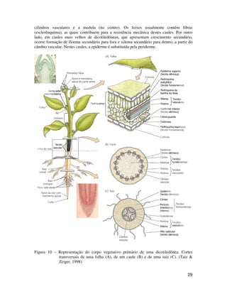 cilindros vasculares e a medula (no centro). Os feixes usualmente contêm fibras 
(esclerênquima), as quais contribuem para a resistência mecânica destes caules. Por outro 
lado, em caules mais velhos de dicotiledôneas, que apresentam crescimento secundário, 
ocorre formação de floema secundário para fora e xilema secundário para dentro, a partir do 
câmbio vascular. Nestes caules, a epiderme é substituída pela periderme. 
Figura 10 – Representação do corpo vegetativo primário de uma dicotiledônea. Cortes 
transversais de uma folha (A), de um caule (B) e de uma raiz (C). (Taiz  
Zeiger, 1998) 
29 
 