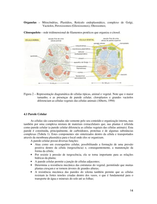 Organelas – Mitocôndrias, Plastídios, Retículo endoplasmático, complexo de Golgi, 
14 
Vacúolos, Peroxissomos (Glioxissomos), Oleossomos; 
Citoesqueleto – rede tridimensional de filamentos protéicos que organiza o citosol. 
Figura 2 – Representação diagramática de células típicas, animal e vegetal. Note que o maior 
tamanho, e as presenças de parede celular, cloroplastos e grandes vacúolos 
diferenciam as células vegetais das células animais (Alberts, 1994) 
4.1 Parede Celular 
As células são caracterizadas não somente pelo seu conteúdo e organização interna, mas 
também por uma complexa mistura de materiais extracelulares que, nas plantas é referida 
como parede celular (a parede celular diferencia as células vegetais das células animais). Esta 
parede é constituída, principalmente, de carboidratos, proteínas e de algumas substâncias 
complexas (Tabela 1). Estes componentes são sintetizados dentro da célula e transportados 
através da membrana plasmática para o local onde eles se organizam. 
A parede celular possui diversas funções: 
• Atua como um exoesqueleto celular, possibilitando a formação de uma pressão 
positiva dentro da célula (turgescência) e, consequentemente, a manutenção da 
forma da célula; 
• Por resistir à pressão de turgescência, ela se torna importante para as relações 
hídricas da planta; 
• A parede celular permite a junção de células adjacentes; 
• Determina a resistência mecânica das estruturas do vegetal, permitindo que muitas 
plantas cresçam e se tornem árvores de grandes alturas; 
• A resistência mecânica das paredes do xilema também permite que as células 
resistam às fortes tensões criadas dentro dos vasos, o que é fundamental para o 
transporte de água e minerais do solo até as folhas; 
 