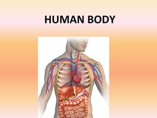HUMAN BODY
 