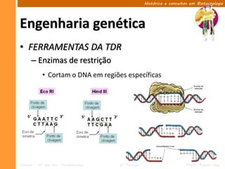 Histórico e conceitos em Biotecnologia




Engenharia genética
• FERRAMENTAS DA TDR
      – Enzimas de restrição
            • Cortam o DNA em regiões específicas




Ciências – 9º ano Ens. Fundamental   2º Período                       Profa. Rebeca Vale
 