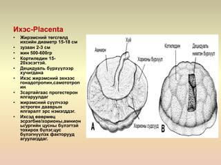 Ихэс-Placenta
• Жирэмсний төгсгөлд
ихсийн диаметр 15-18 см
• зузаан 2-3 см
• жин 500-600гр
• Кортиледин 15-
20хэсэгтэй.
• Децидуаль бүрхүүлээр
хучигдана
• Ихэс жирэмсний эхнээс
гонадотропин,самототроп
ин
• 3сартайгаас прогестерон
ялгаруулдаг
• жирэмсний сүүлчээр
эстроген дааврын
ялгаралт эрс нэмэгддэг.
• Ихсэд өвөрмөц
эсрэгбие/хорионы,амнион
ы/ургийн цусны бүлэгтэй
тохирох бүлэг,цус
бүлэгнүүлэх факторууд
агуулагддаг.
 