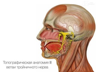 Топографическая анатомия III
ветви тройничного нерва
 