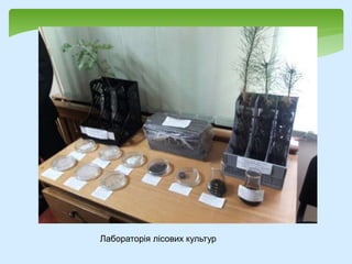 Лабораторія лісових культур
 