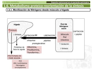 1.6. Metabolismo proteico-reorientación de la síntesis
aa
1.6.1. Movilización de Nitrógeno desde músculo a hígado
Músculo
Piel
intestino
Albúmina,
Prealbúmina,
Transferrina...
PCR
Alfa 1-antitripsisna
Fibrinógeno
ceruloplasmina
Soporte nutricional en el paciente quirúrgico1. Estrés metabólico
 