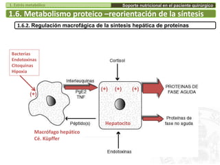 Hepatocito
Macrófago hepático
Cé. Küpffer
Bacterias
Endotoxinas
Citoquinas
Hipoxia
(+)
1.6. Metabolismo proteico –reorientación de la síntesis
1.6.2. Regulación macrofágica de la síntesis hepática de proteínas
(+) (+)(+)
Soporte nutricional en el paciente quirúrgico1. Estrés metabólico
 