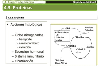 • Acciones fisiológicas
– Ciclos nitrogenados
• transporte
• almacenamiento
• excreción
– Secreción hormonal
– Sistema inmunitario
– Cicatrización
Arginina
Ornitina
Citrullina
Ciclo de la
Urea
Síntesis de
Oxido Nitrico
Acción secretagoga
- GH
- Prolactina
- Insulina
IGF-1 Síntesis de
Poliaminas
4.3.2. Arginina
4.3. Proteínas
Soporte nutricional4. Fuentes de energía
 