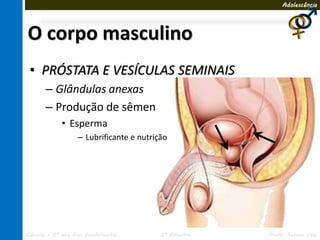 Adolescência




O corpo masculino
 • PRÓSTATA E VESÍCULAS SEMINAIS
       – Glândulas anexas
       – Produção de sêmen
             • Esperma
                   – Lubrificante e nutrição




Ciências – 8º ano Ens. Fundamental        3º Bimestre   Profa. Rebeca Vale
 