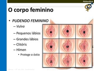 Adolescência




O corpo feminino
 • PUDENDO FEMININO
       – Vulva
       – Pequenos lábios                                      CLITÓRIS
                                                   PEQUENOS
       – Grandes lábios                             LÁBIOS


       – Clitóris
                                               GRANDES                        VAGINA
       – Hímen                                  LÁBIOS

             • Protege o óstio



Ciências – 8º ano Ens. Fundamental   3º Bimestre                  Profa. Rebeca Vale
 