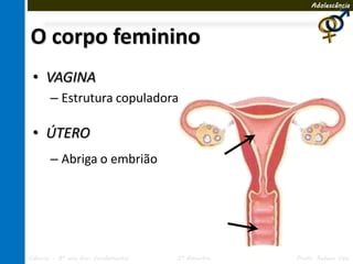 Adolescência




O corpo feminino
 • VAGINA
       – Estrutura copuladora

 • ÚTERO
       – Abriga o embrião




Ciências – 8º ano Ens. Fundamental   3º Bimestre   Profa. Rebeca Vale
 