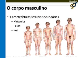 Adolescência




O corpo masculino
 • Características sexuais secundárias
       – Músculos
       – Pêlos
       – Voz




Ciências – 8º ano Ens. Fundamental   3º Bimestre   Profa. Rebeca Vale
 