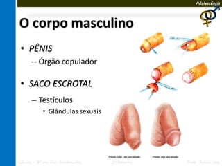 Adolescência




O corpo masculino
 • PÊNIS
       – Órgão copulador

 • SACO ESCROTAL
       – Testículos
             • Glândulas sexuais




Ciências – 8º ano Ens. Fundamental   3º Bimestre   Profa. Rebeca Vale
 