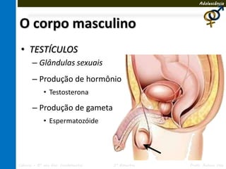 Adolescência




O corpo masculino
 • TESTÍCULOS
       – Glândulas sexuais
       – Produção de hormônio
             • Testosterona

       – Produção de gameta
             • Espermatozóide




Ciências – 8º ano Ens. Fundamental   3º Bimestre   Profa. Rebeca Vale
 