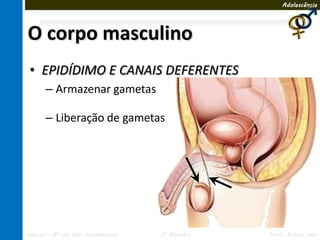 Adolescência




O corpo masculino
 • EPIDÍDIMO E CANAIS DEFERENTES
       – Armazenar gametas

       – Liberação de gametas




Ciências – 8º ano Ens. Fundamental   3º Bimestre   Profa. Rebeca Vale
 