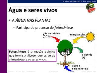 A água no ambiente e nos seres vivos




Água e seres vivos
• A ÁGUA NAS PLANTAS
      – Participa do processo de fotossíntese




 Fotossíntese é a reação química
 que forma a glicose, que serve de
 alimento para os seres vivos.


Ciências – 6º ano Ens. Fundamental   4º Bimestre                       Profa. Rebeca Vale
 