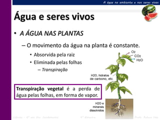 A água no ambiente e nos seres vivos




Água e seres vivos
• A ÁGUA NAS PLANTAS
      – O movimento da água na planta é constante.
            • Absorvida pela raiz
            • Eliminada pelas folhas
                  – Transpiração


  Transpiração vegetal é a perda de
  água pelas folhas, em forma de vapor.



Ciências – 6º ano Ens. Fundamental   4º Bimestre                       Profa. Rebeca Vale
 
