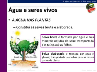 A água no ambiente e nos seres vivos




Água e seres vivos
• A ÁGUA NAS PLANTAS
      – Constitui as seivas bruta e elaborada.

                                     Seiva bruta é formada por água e sais
                                     minerais obtidos do solo; transportada
                                     das raízes até as folhas.

                                     Seiva elaborada é formada por água e
                                     glicose; transportada das folhas para as outras
                                     partes da planta.


Ciências – 6º ano Ens. Fundamental         4º Bimestre                       Profa. Rebeca Vale
 