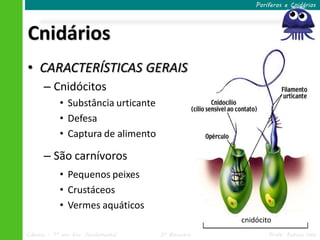 Poríferos e Cnidários




Cnidários
• CARACTERÍSTICAS GERAIS
      – Cnidócitos
            • Substância urticante
            • Defesa
            • Captura de alimento

      – São carnívoros
            • Pequenos peixes
            • Crustáceos
            • Vermes aquáticos
                                                   cnidócito
Ciências – 7º ano Ens. Fundamental   3º Bimestre           Profa. Rebeca Vale
 