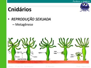 Poríferos e Cnidários




Cnidários
• REPRODUÇÃO SEXUADA
      – Metagênese




Ciências – 7º ano Ens. Fundamental   3º Bimestre       Profa. Rebeca Vale
 