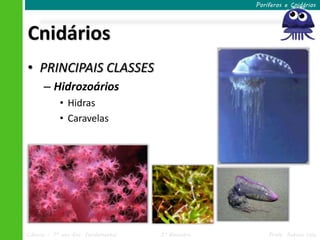 Poríferos e Cnidários




Cnidários
• PRINCIPAIS CLASSES
      – Hidrozoários
            • Hidras
            • Caravelas




Ciências – 7º ano Ens. Fundamental   3º Bimestre       Profa. Rebeca Vale
 
