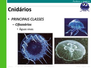 Poríferos e Cnidários




Cnidários
• PRINCIPAIS CLASSES
      – Cifozoários
            • Águas vivas




Ciências – 7º ano Ens. Fundamental   3º Bimestre       Profa. Rebeca Vale
 
