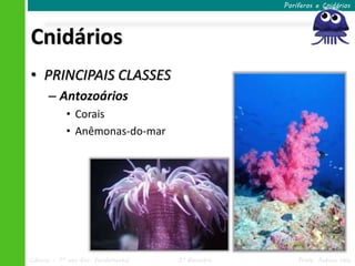 Poríferos e Cnidários




Cnidários
• PRINCIPAIS CLASSES
      – Antozoários
            • Corais
            • Anêmonas-do-mar




Ciências – 7º ano Ens. Fundamental   3º Bimestre       Profa. Rebeca Vale
 