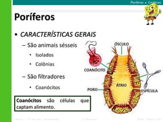 Poríferos e Cnidários




Poríferos
• CARACTERÍSTICAS GERAIS
      ─ São animais sésseis
           • Isolados
           • Colônias

      ─ São filtradores
           • Coanócitos

  Coanócitos são células             que
  captam alimento.

Ciências – 7º ano Ens. Fundamental   3º Bimestre       Profa. Rebeca Vale
 