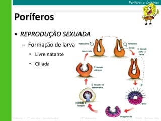 Poríferos e Cnidários




Poríferos
• REPRODUÇÃO SEXUADA
      – Formação de larva
           • Livre natante
           • Ciliada




Ciências – 7º ano Ens. Fundamental   3º Bimestre       Profa. Rebeca Vale
 