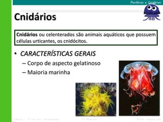 Poríferos e Cnidários




Cnidários
  Cnidários ou celenterados são animais aquáticos que possuem
  células urticantes, os cnidócitos.

• CARACTERÍSTICAS GERAIS
      – Corpo de aspecto gelatinoso
      – Maioria marinha




Ciências – 7º ano Ens. Fundamental   3º Bimestre       Profa. Rebeca Vale
 