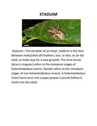 Insect Stadium III.docx