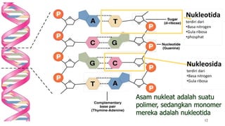 Biomolekul ( Karbohidrat, Protein, Lemak, Asam Nukleat) | PDF