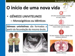Da concepção ao nascimento




O início de uma nova vida
 • GÊMEOS UNIVITELINOS
       – Monozigóticos ou Idênticos
         • univitelinos são placenta
 Gêmeos Dividem a mesma formados a
         • Possuem os mesmos genes
 partir da fecundação do mesmo óvulo.




Ciências – 8º ano Ens. Fundamental   3º Bimestre             Profa. Rebeca Vale
 