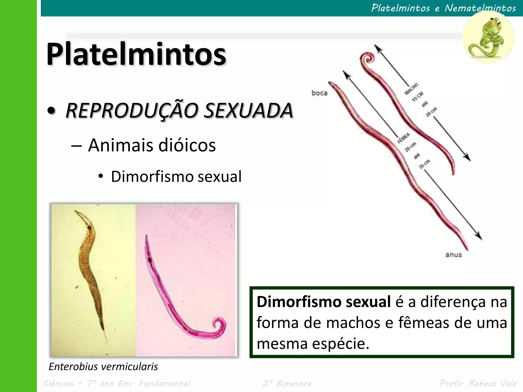 III.2 Platelmintos e Nematelmintos | PDF