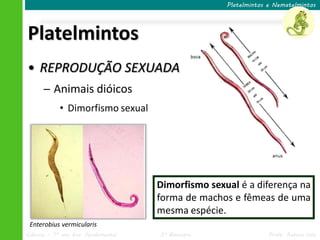 Platelmintos e Nematelmintos




Platelmintos
• REPRODUÇÃO SEXUADA
      ─ Animais dióicos
            • Dimorfismo sexual




                                     Dimorfismo sexual é a diferença na
                                     forma de machos e fêmeas de uma
                                     mesma espécie.
 Enterobius vermicularis
Ciências – 7º ano Ens. Fundamental   3º Bimestre                 Profa. Rebeca Vale
 