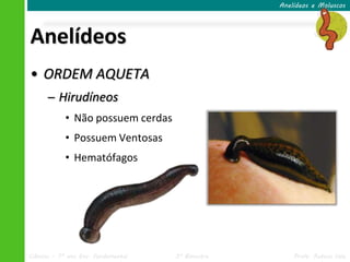 Anelídeos e Moluscos




Anelídeos
• ORDEM AQUETA
      ─ Hirudíneos
            • Não possuem cerdas
            • Possuem Ventosas
            • Hematófagos




Ciências – 7º ano Ens. Fundamental   3º Bimestre       Profa. Rebeca Vale
 