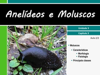 Anelídeos e Moluscos
                       Unidade 3

                       Capítulo 3
                                    Aula 2/2

               Moluscos
                 Características
                     Morfologia
                     Fisiologia
                 Principais classes
 