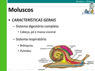 Anelídeos e Moluscos




Moluscos
• CARACTERÍSTICAS GERAIS
      ─ Sistema digestório completo
            • Cabeça, pé e massa visceral

      ─ Sistema respiratório
            • Brânquias
            • Pulmões




Ciências – 7º ano Ens. Fundamental   3º Bimestre       Profa. Rebeca Vale
 