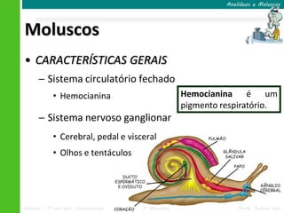 Anelídeos e Moluscos




Moluscos
• CARACTERÍSTICAS GERAIS
      ─ Sistema circulatório fechado
            • Hemocianina                          Hemocianina é um
                                                   pigmento respiratório.
      ─ Sistema nervoso ganglionar
            • Cerebral, pedal e visceral
            • Olhos e tentáculos




Ciências – 7º ano Ens. Fundamental   3º Bimestre                 Profa. Rebeca Vale
 